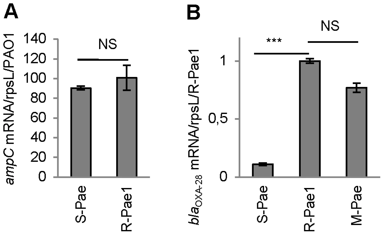 <i>gcuF1</i> excision enhances the expression of <i>bla</i><sub>OXA-28</sub>.