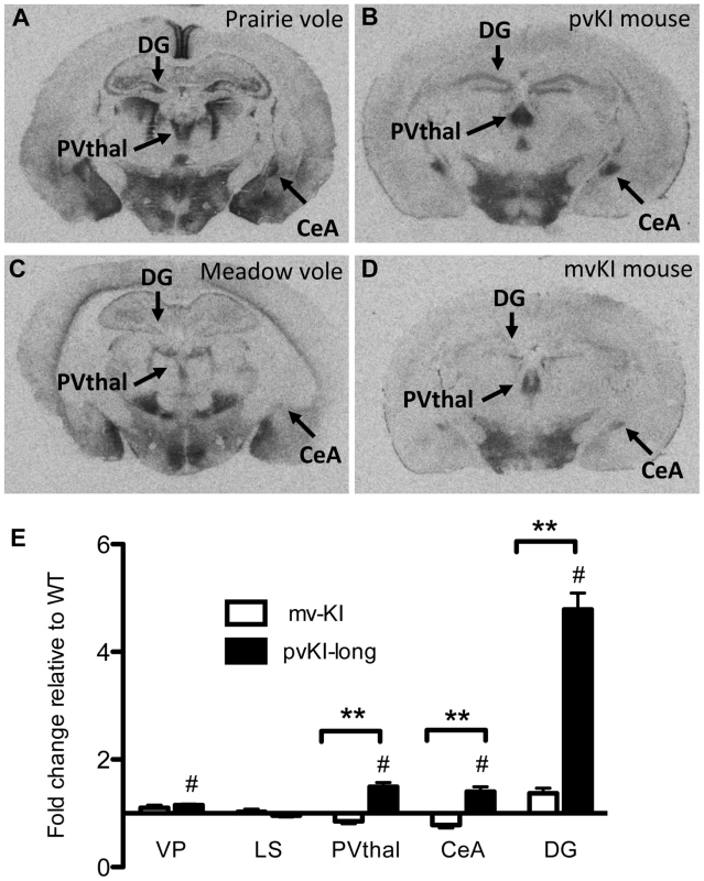 Microsatellite differences modulate species differences in V1aR patterns.