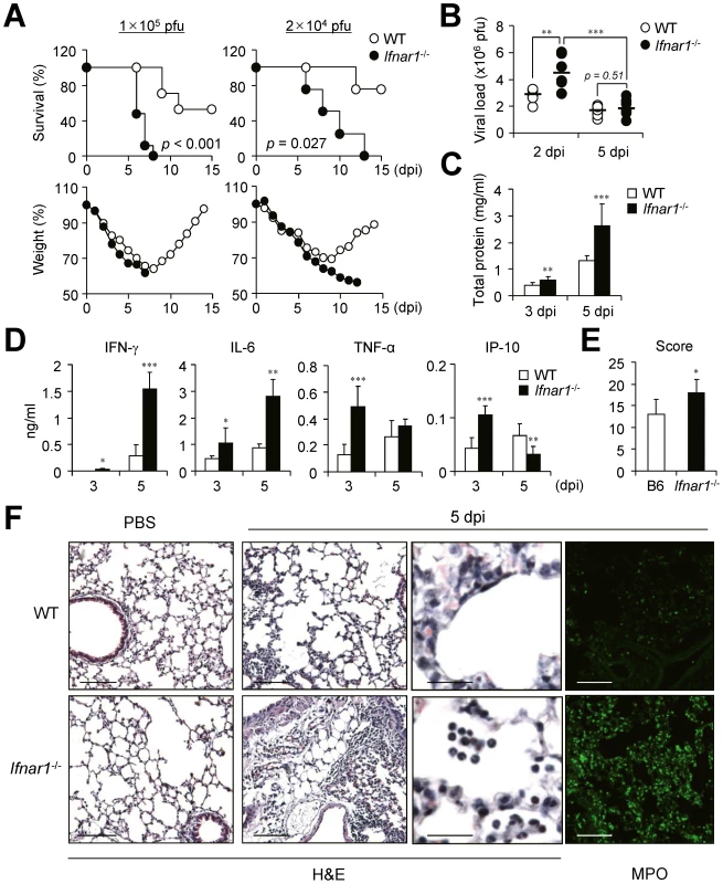 <i>Ifnar1</i><sup>−/−</sup> mice are more susceptible to influenza infection than wild-type (WT) mice.