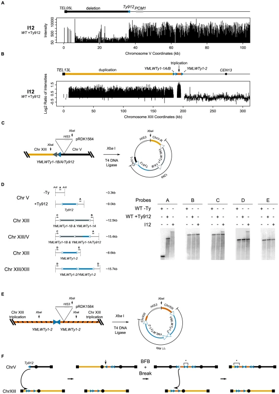 I12's tripartite recombination involves breakage-fusion-bridge.