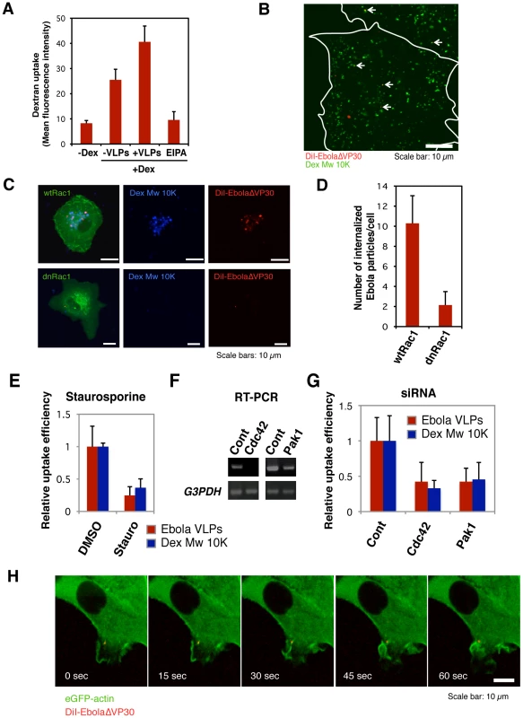 Macropinocytosis-associated events occur during Ebola virion internalization.