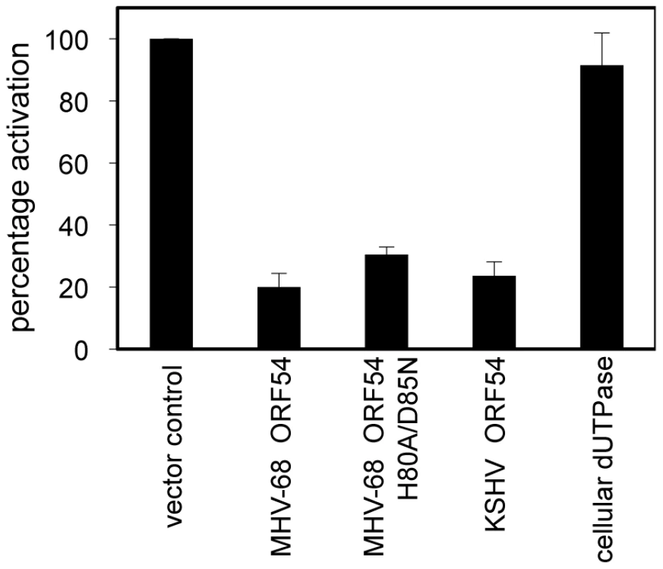 MHV-68 and KSHV ORF54 diminish IFN-α induced activation of ISRE in a non-dUTPase related manner.