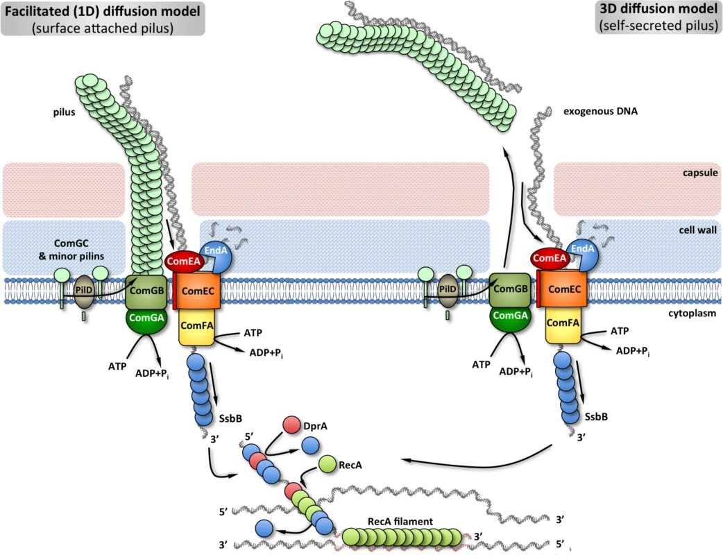 Comprehensive model of pneumococcal natural transformation [<em class="ref">5</em>–<em class="ref">7</em>,<em class="ref">10</em>,<em class="ref">61</em>]: upon competence induction a transformation pilus is expressed on the cell surface.