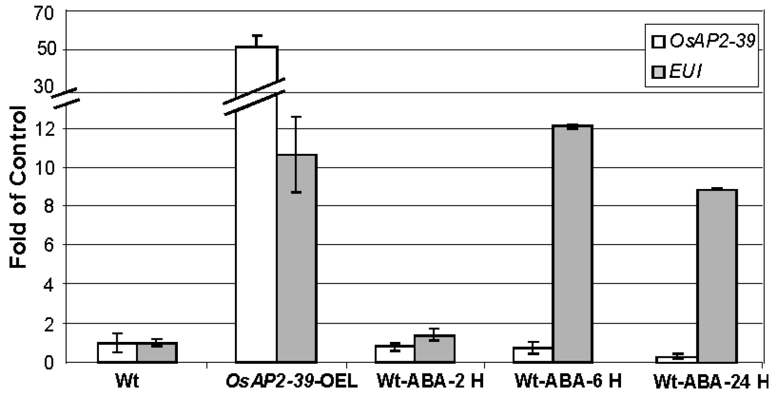 Exogenous application of ABA induced <i>EUI</i> in the wild-type rice leaves.