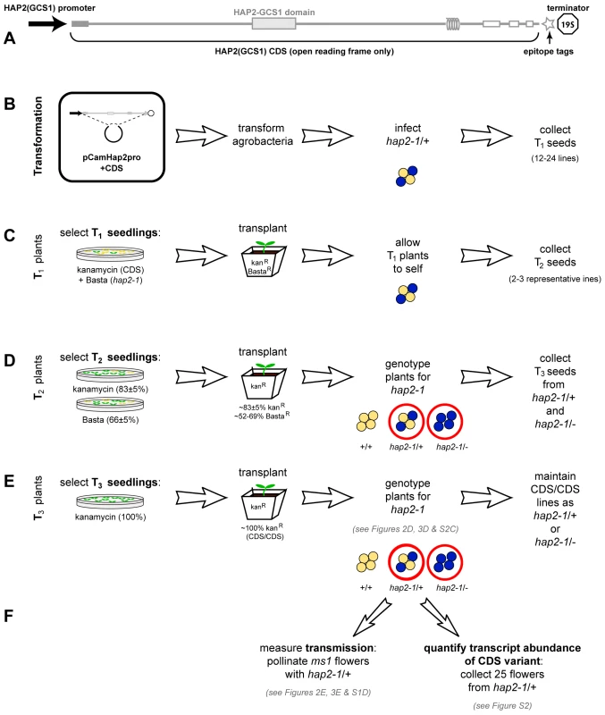 Protocol for analyzing complementation of <i>hap2-1</i> fertilization defects using <i>HAP2(GCS1)</i> CDS variants.