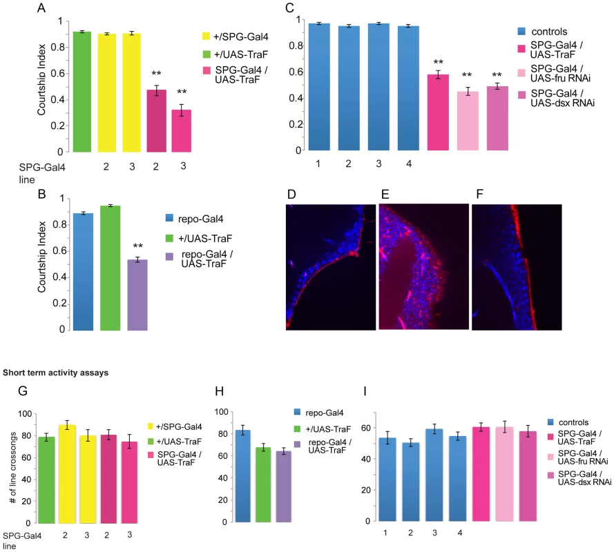The sexual identity of bbb cells is important for courtship.
