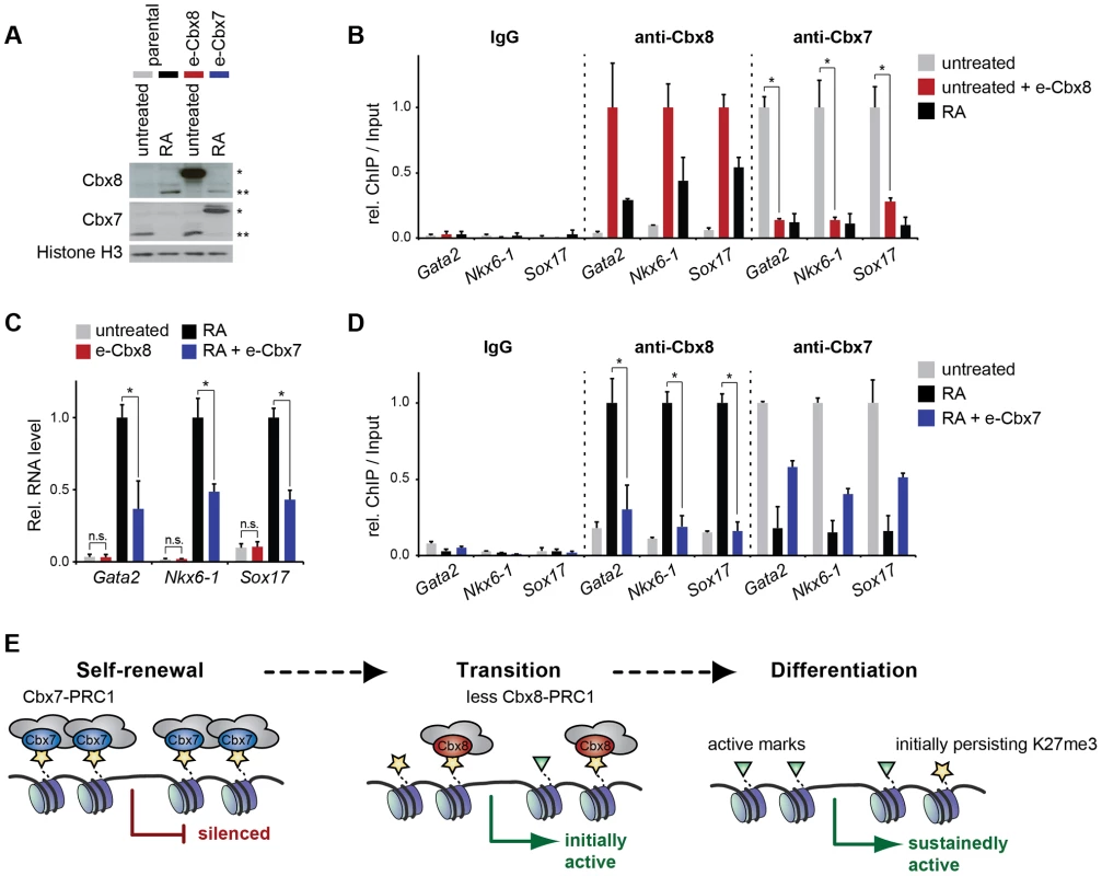 The exchange of Cbx7 for Cbx8 is required but not sufficient to promote the differentiation of mES cells.