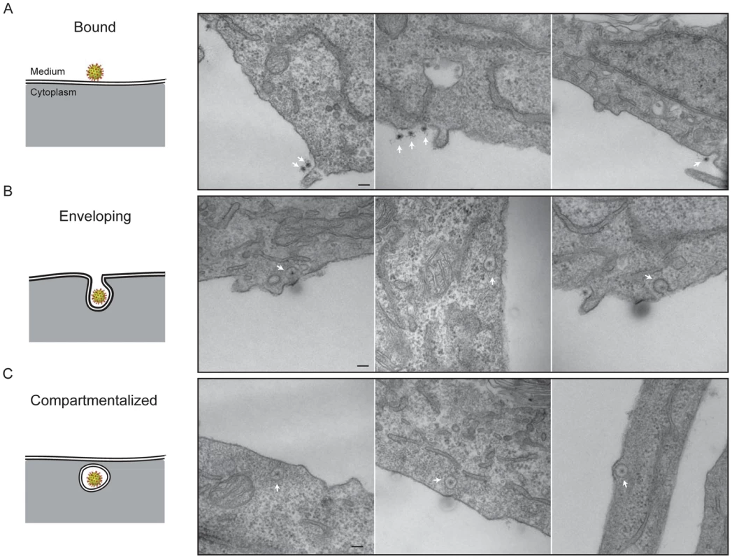 Thin-section electron microscopy: stages of rotavirus entry.