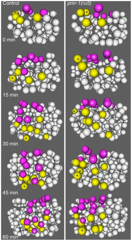 Cell migration defects in the C lineage cells of <i>pmr-1(ru5)</i> embryos.