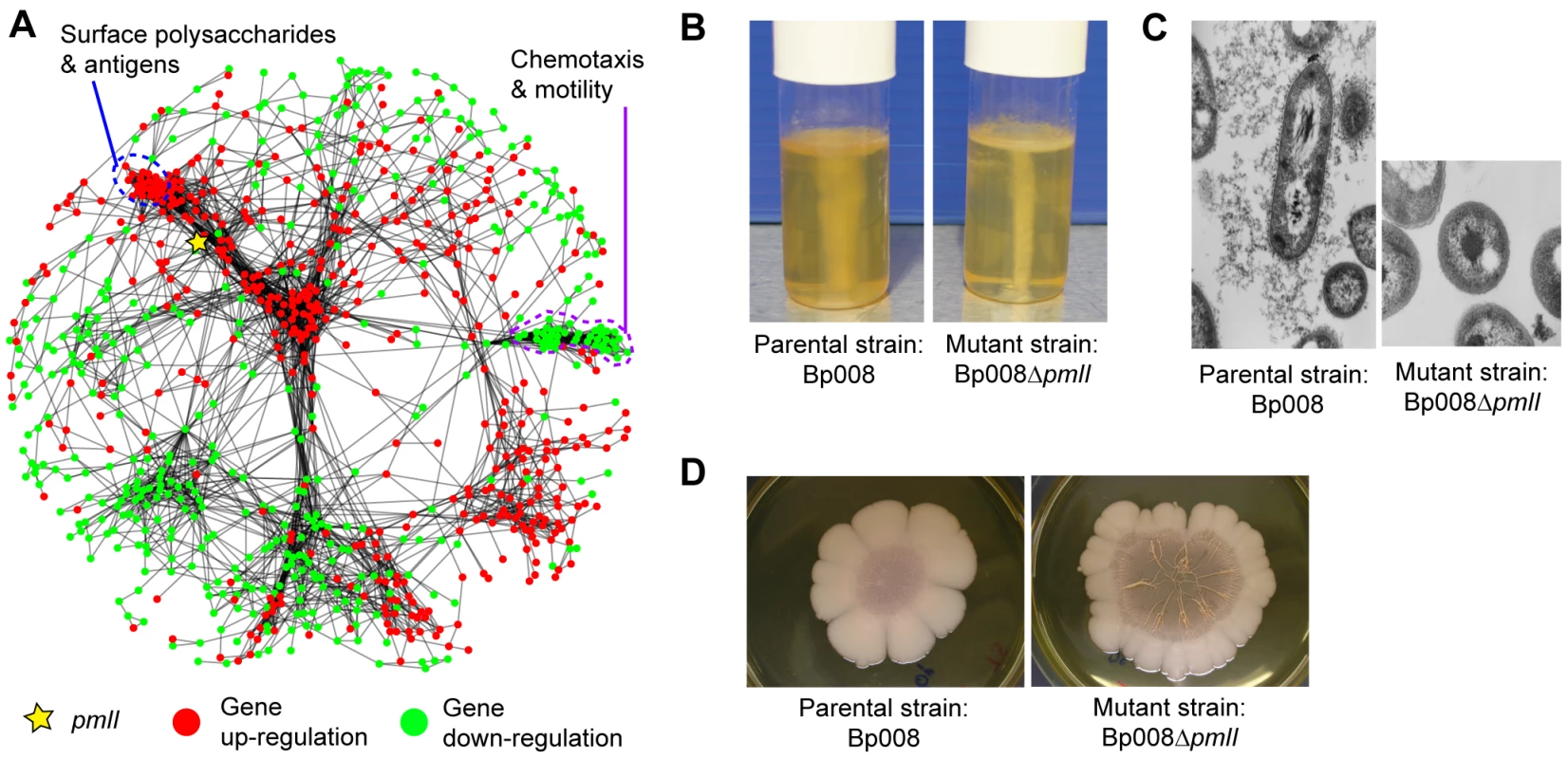 Condition-specific deconvolution of QS mutants.