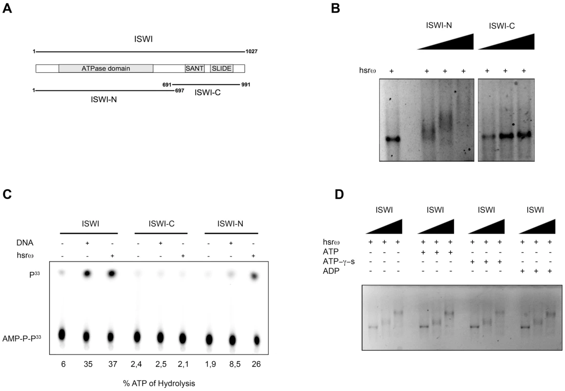The N-terminal portion of ISWI interacts with the hsrω-n ncRNA, but its ATPase activity is not necessary for binding.