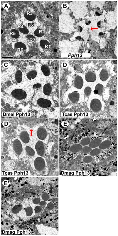 <i>In vivo</i> rescue of rhabdomere morphology in <i>Pph13</i> null mutant <i>Drosophila</i>.