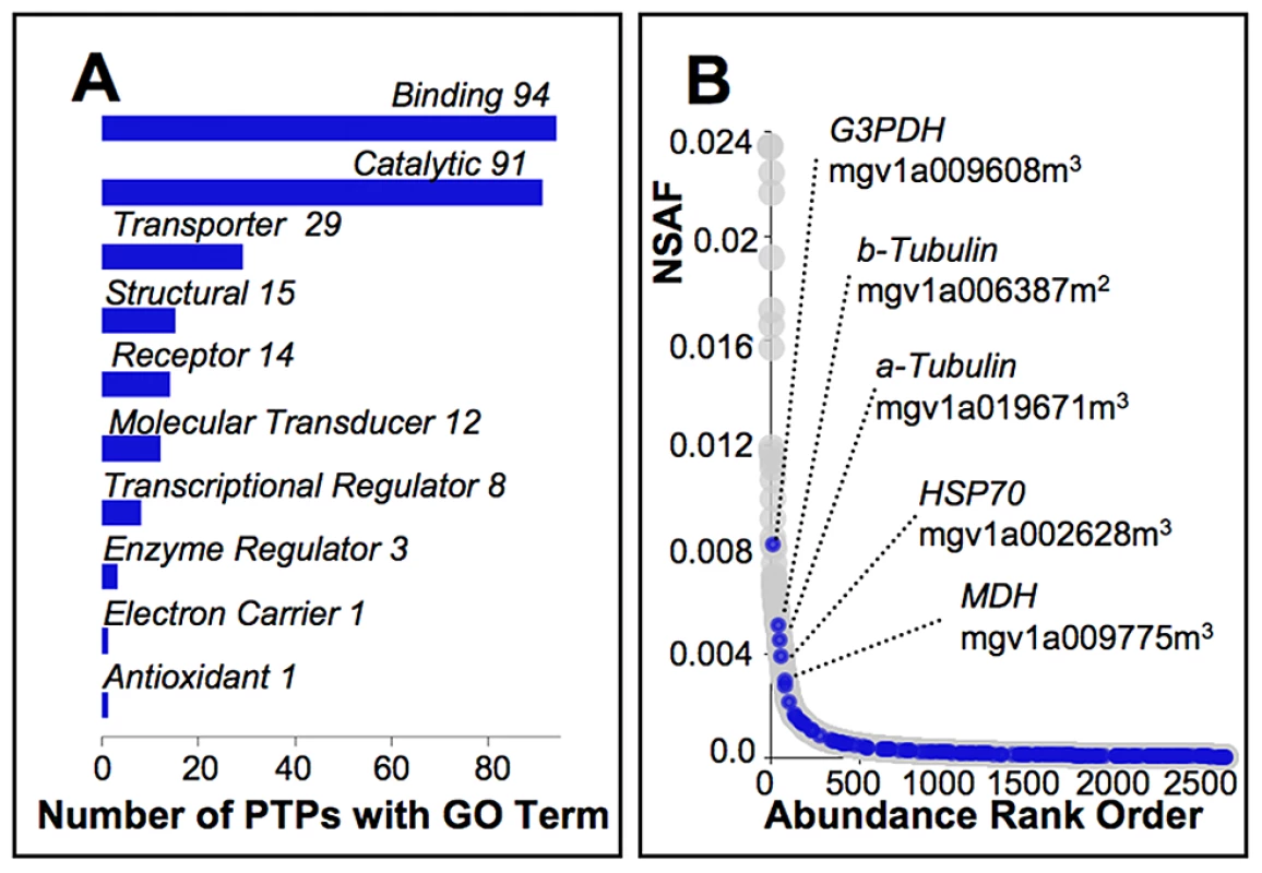 Characterization of pollen tube proteins targeted by selection.