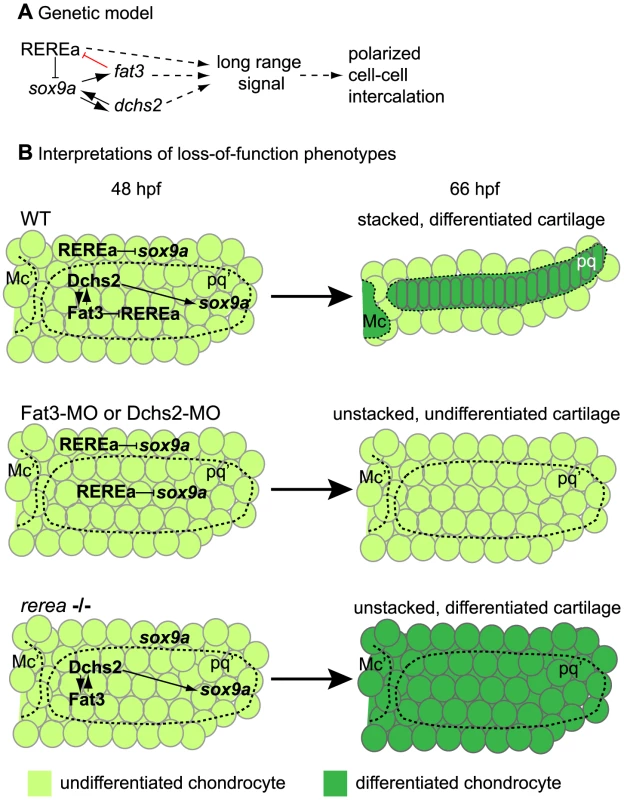 Summary and model.