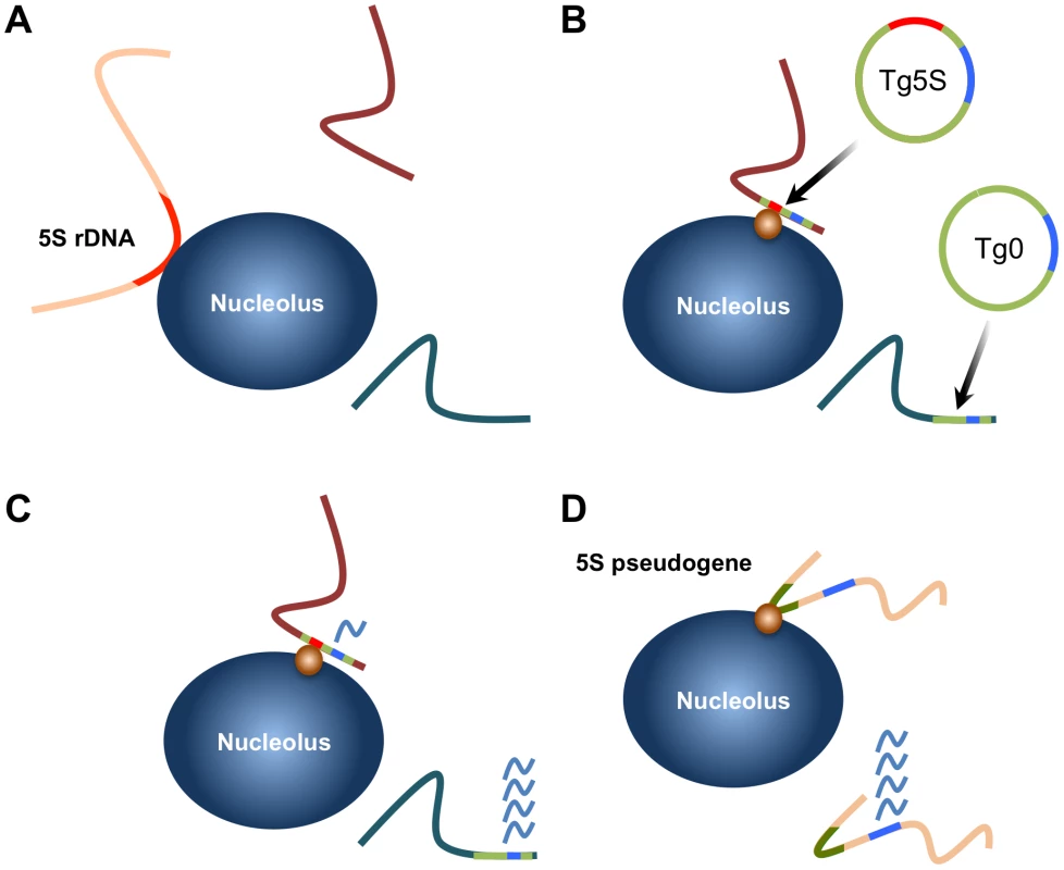 Summary of localization by 5S rDNA and transgenes and model for gene regulation by 5S pseudogenes.