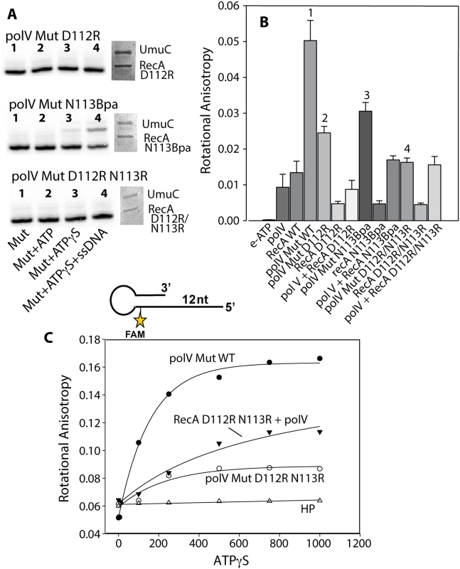 Defining the step in the pol V activation pathway that is affected by RecA D112R N113R.