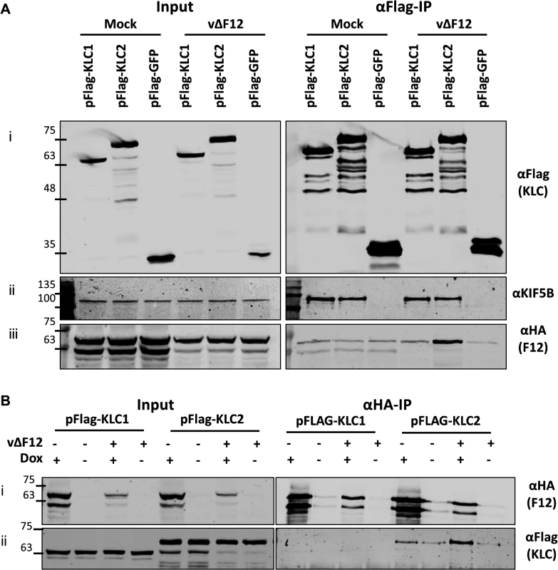 The F12/KLC2 interaction requires virus infection.