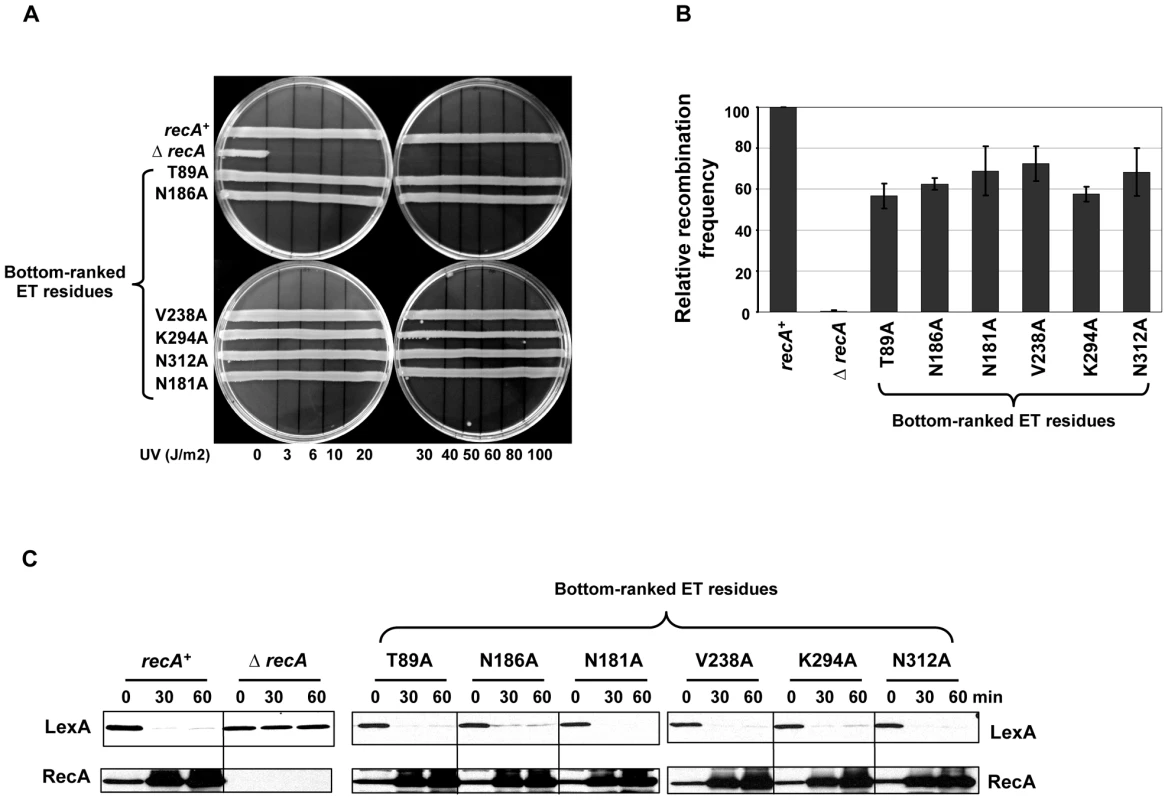 RecA functional assays with control mutants.