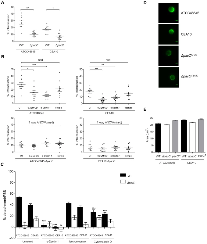 <i>ΔpacC</i> mutants are less avidly internalised by A549 and spore internalisation depends on Dectin-1.