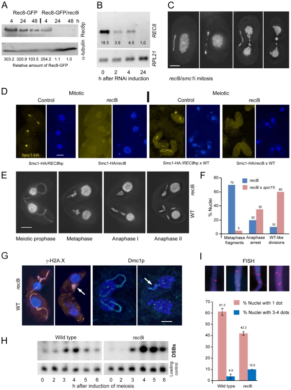 Phenotypes of cohesin-depleted cells.