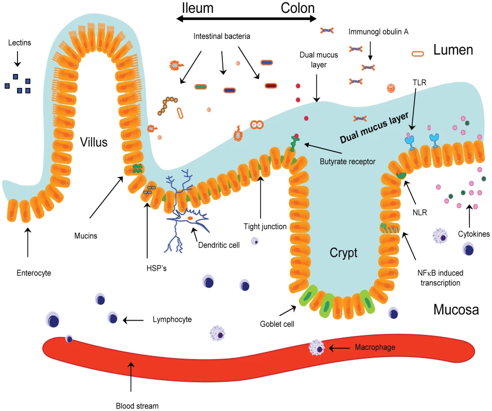 The epithelial barrier is comprised of a single layer of epithelial cells intertwined by tight junctions.