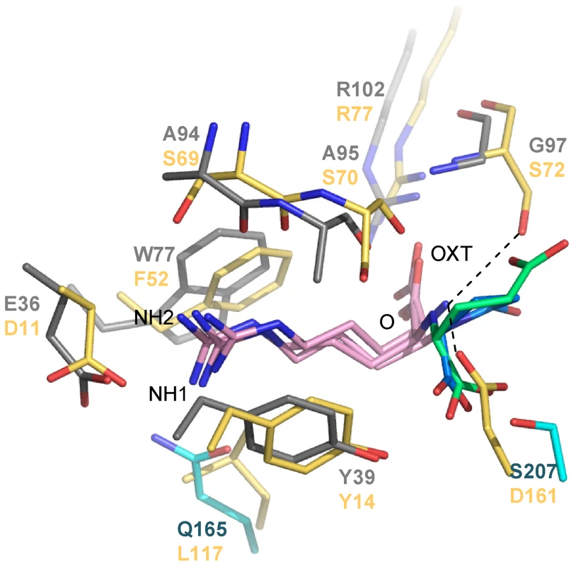 Structural comparison between the binding sites of NocT (shown in color domains as in <em class="ref"><b>Figure 1</b></em>) in complex with nopaline and pyronopaline and the <i>Salmonella</i> PBP LAO in complex with arginine (PDB code 1LAF; in yellow).