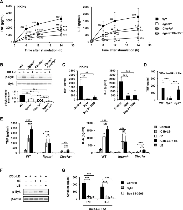 CR3 and Dectin-1 collaborate to intensify Syk activation and subsequent cytokine response in macrophage.
