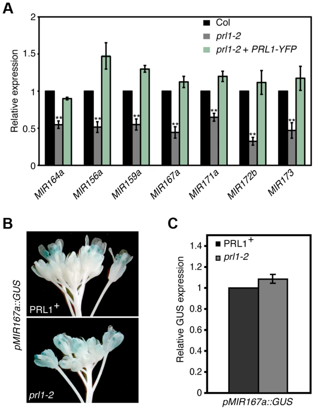 PRL1 positively influences pri-miRNA levels.