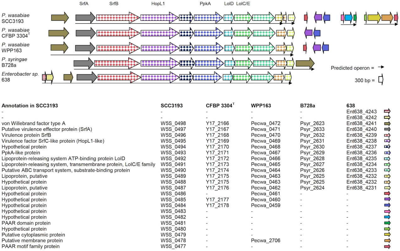 Virulence cluster 2 locus comparison.