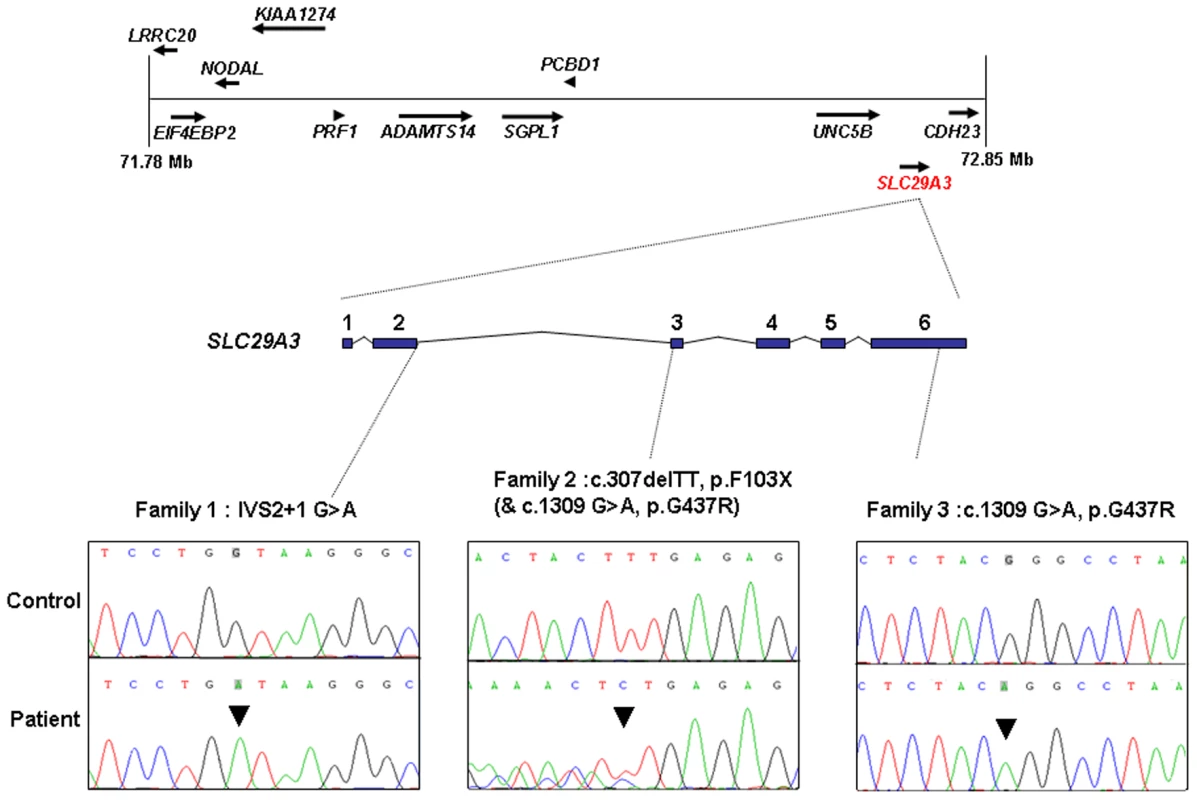 Schematic showing the minimal candidate interval on chromosome 10q22.1, positions of candidate genes taken from the Ensembl genome browser (Build 49), genomic organization of <i>SLC29A3</i>, and positions of mutations found in the 3 histiocytosis syndrome families.