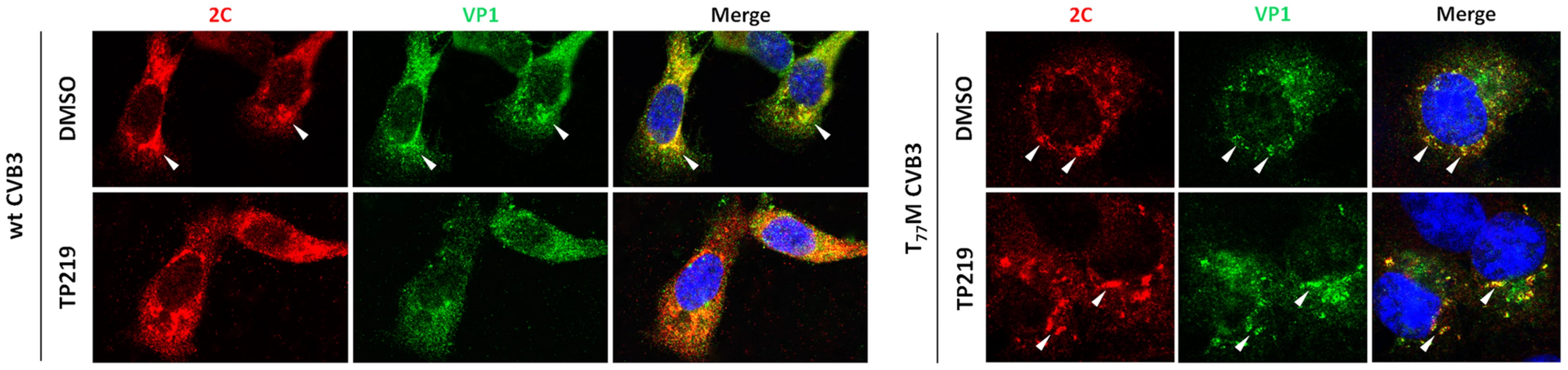 GSH depletion interferes with the interaction of VP1 and 2C.