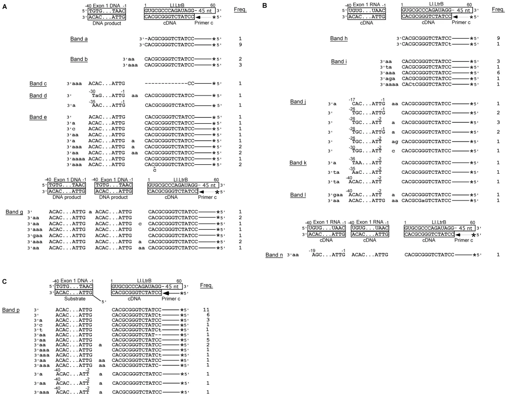 DNA sequences resulting from template switching of LtrA from Ll.LtrB RNA to exon 1 DNA or RNA.