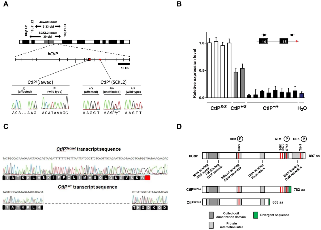 Schematics of the SCKL2 and Jawad loci and the <i>CtIP</i> gene, depicting the location of the identified mutations and resulting transcript variants.