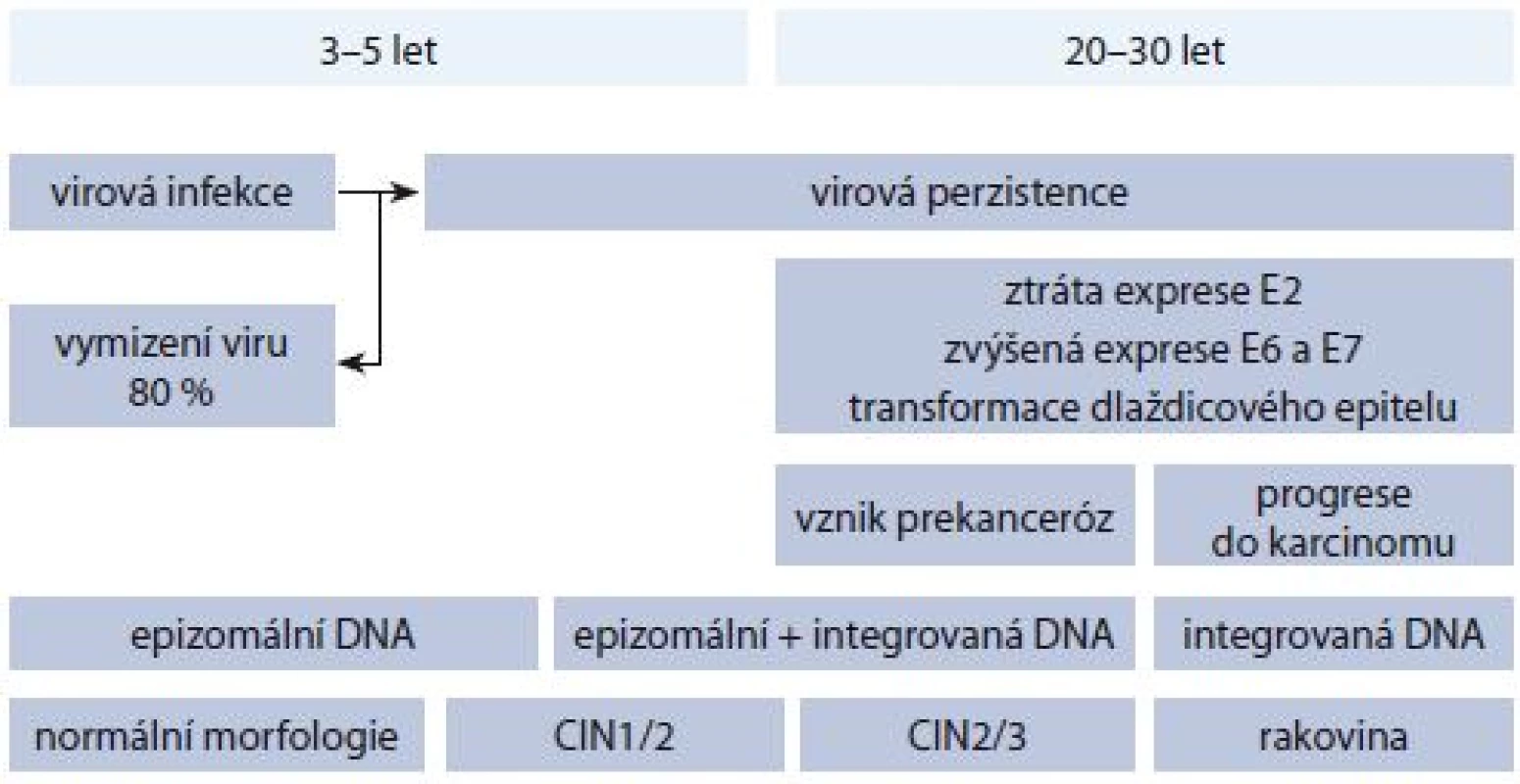 Proces karcinogeneze.