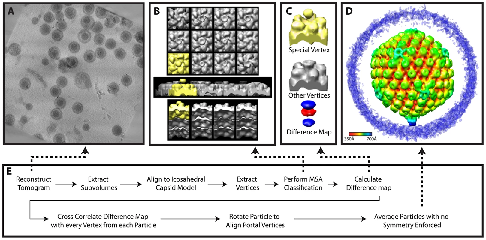 Workflow for MSA-guided classification.