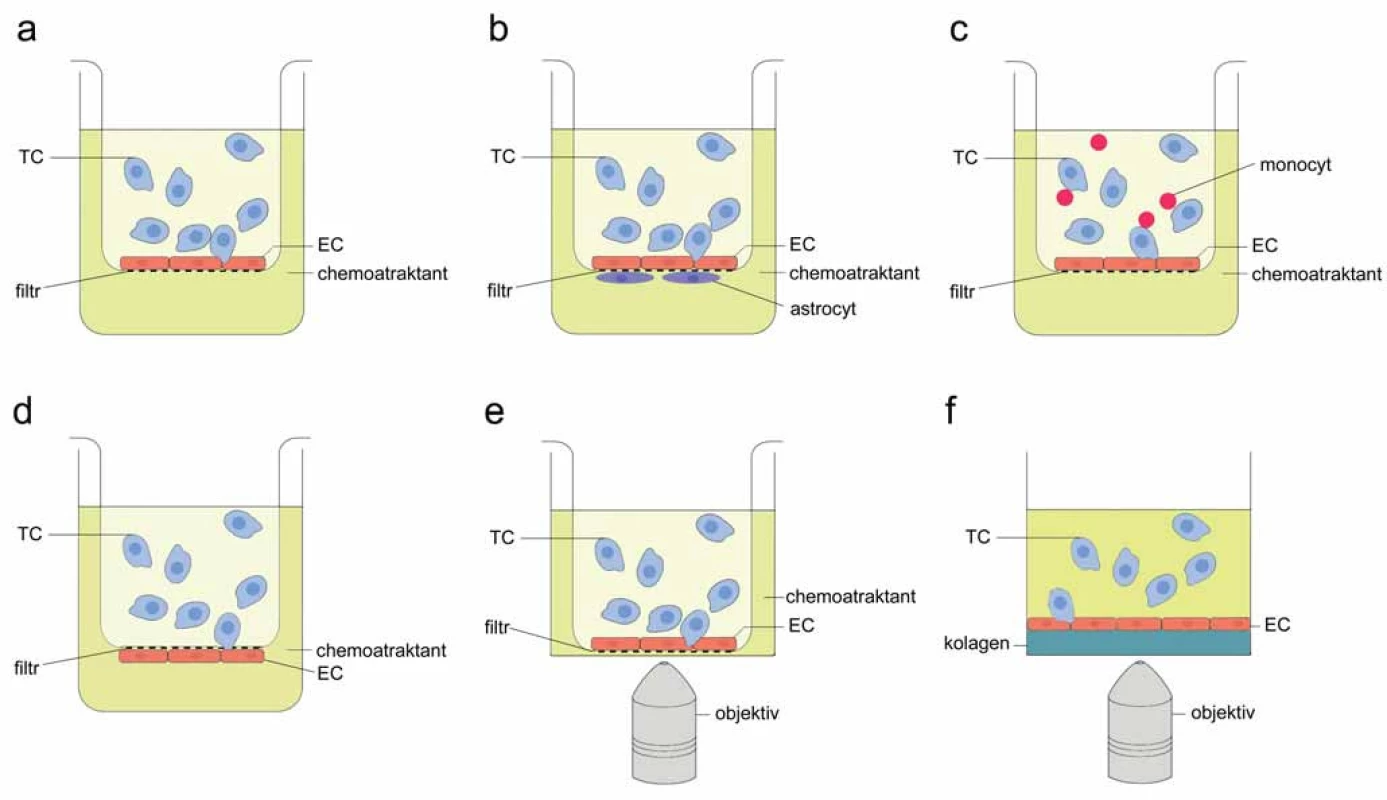 Schematické znázornění statických systémů pro detekci TEM.
A. Základní složky transwell systému TEM; B. transwell model krevně-mozkové bariéry; C. modifi kace transwell metodiky: TEM v přítomnosti krevních buněk; D. transwell model pro studium intravazace in vitro; E. transwell inzert v misce se skleněným dnem pro mikroskopickou detekci TEM; F. 3D model TEM. TC – nádorová buňka, EC – endoteliální buňka