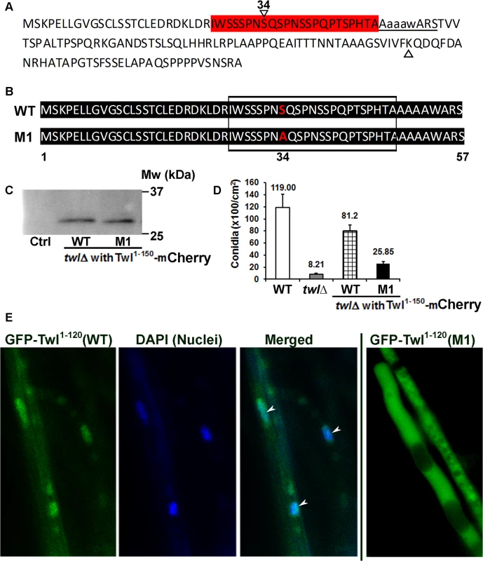 N-terminal phosphorylated Twl peptide is important for conidiation, but not pathogenicity of <i>M</i>. <i>oryzae</i>.