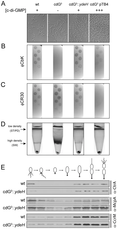 <i>In vivo</i> dose-response curves for c-di-GMP dependent processes.