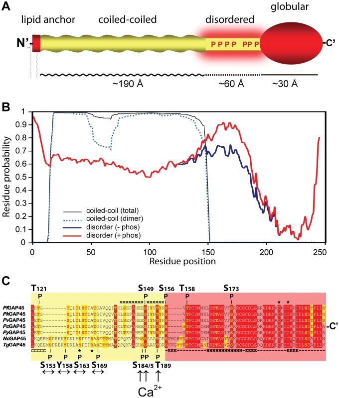 Predicted structure and phosphorylation of <i>Toxoplasma</i> GAP45.