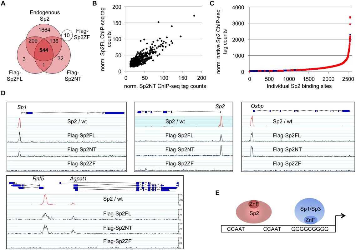 The <i>bona fide</i> DNA-binding domain of Sp2 is dispensable for genomic binding.
