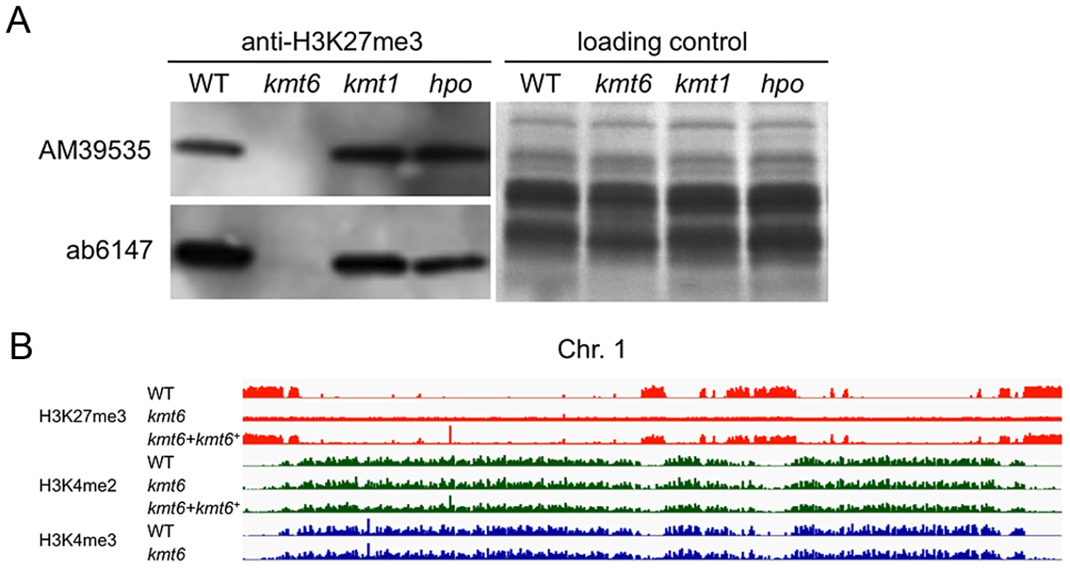 The <i>kmt6</i> mutant lacks H3K27me3.