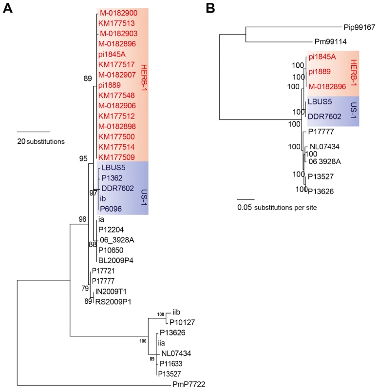 The 19th-century <i>P. infestans</i> belong to a single clonal lineage, HERB-1.