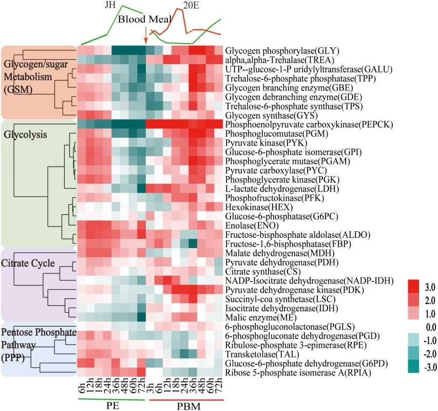 Heatmap representing the microarray-based expression pattern of CM genes.
