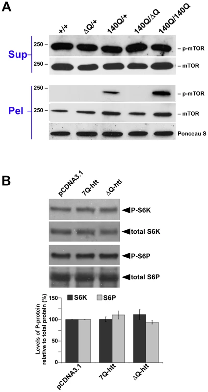 ΔQ-htt expression stimulates autophagy through an mTOR–independent mechanism.