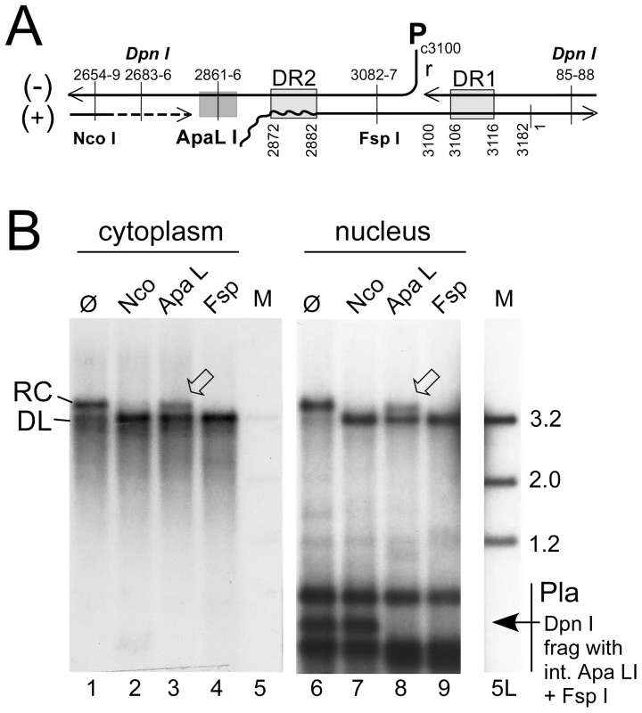 Site-specific discontinuity confirms the rcDNA nature of a substantial fraction of nuclear HBV DNA.