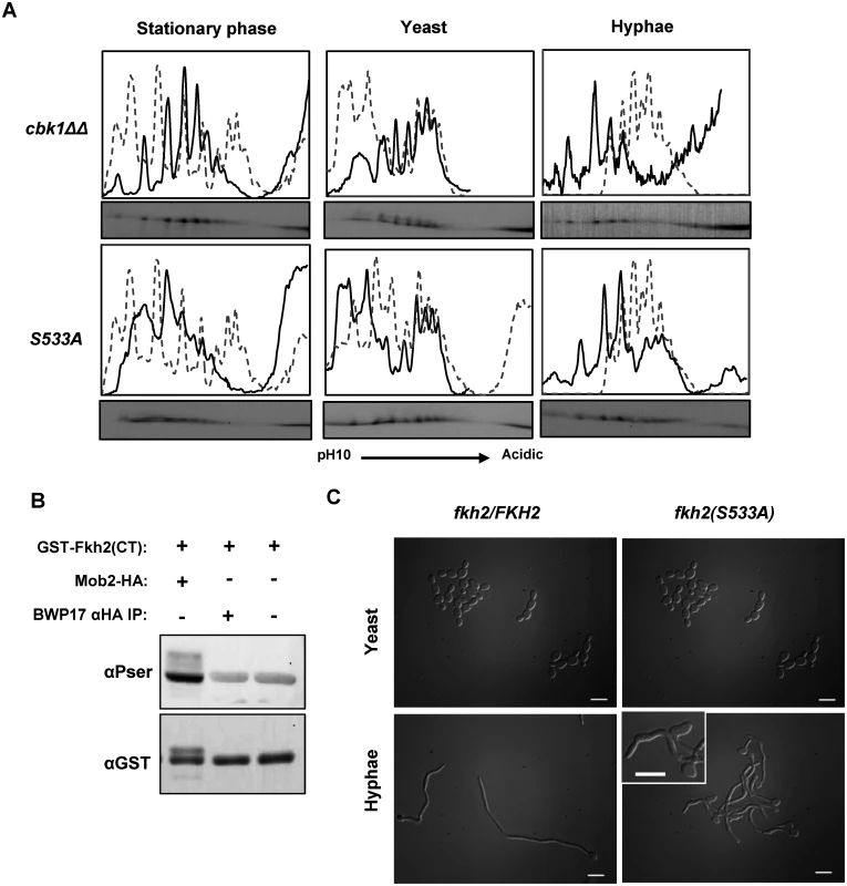 Fkh2 is phosphorylated at serine 533 by Cbk1-Mob2.