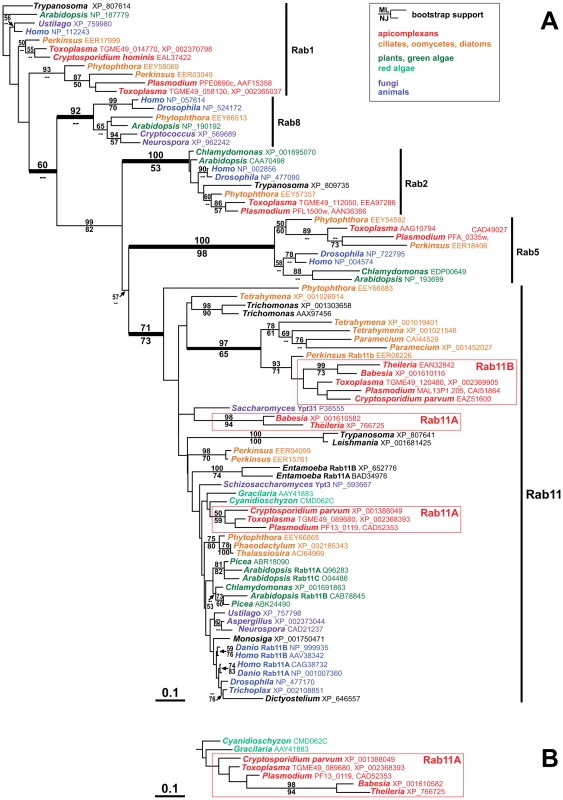 Alveolate organisms possess two distinct types of Rab11 homologues.