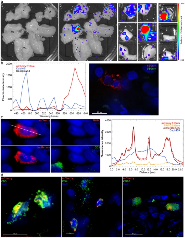 Identification and phenotyping of infected cells from female reproductive tract. a,