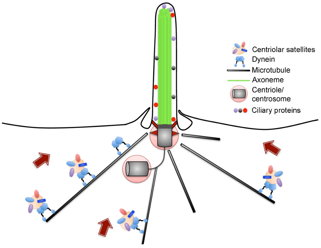 Schematic of centriolar satellites undergoing microtubule-dependent movement towards the centrosome and cilium.