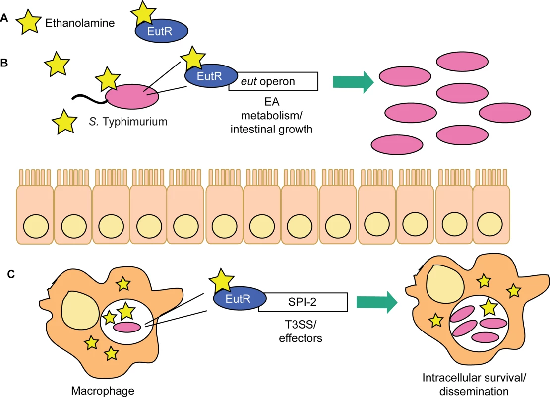 EutR in <i>S</i>. Typhimurium niche adaptation.
